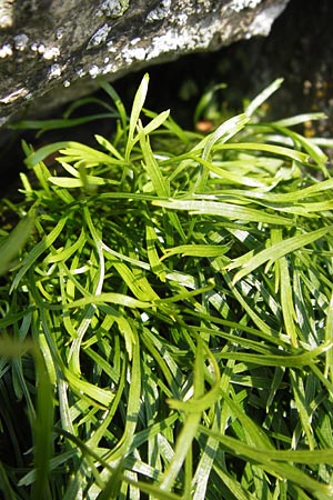 Asplenium septentrionale \ Nordischer Streifenfarn / Forked Spleenwort, D Rhön, Milseburg 6.7.2013