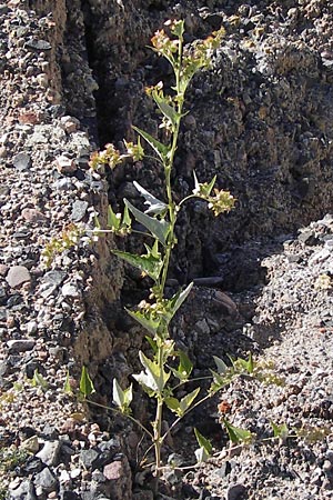 Atriplex sagittata \ Glanz-Melde / Glossy-Leaved Orache, D Heringen 3.10.2013