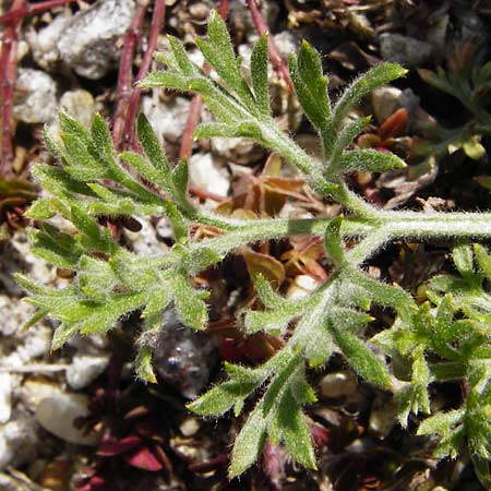 Artemisia scoparia \ Besen-Beifu, D Obernzell an der Donau 30.3.2014