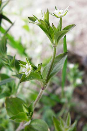 Arenaria serpyllifolia \ Quendelblttriges Sandkraut / Thyme-Leaved Sandwort, D Wetzlar 26.4.2014