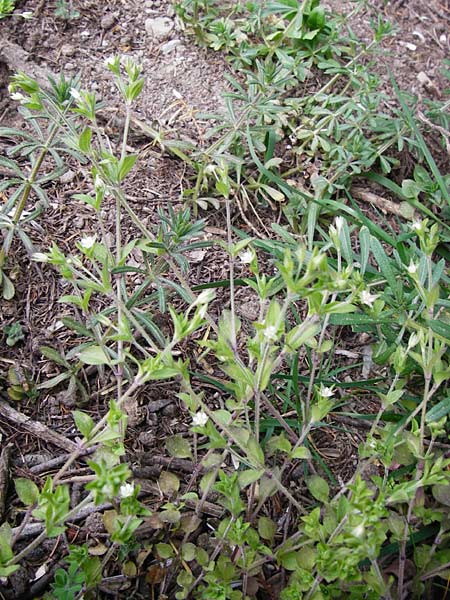 Arenaria serpyllifolia \ Quendelblttriges Sandkraut / Thyme-Leaved Sandwort, D Wetzlar 26.4.2014