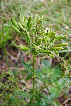 Anthriscus sylvestris \ Wiesen-Kerbel, D Fridingen 8.7.2014