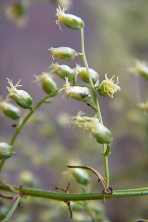 Artemisia scoparia \ Besen-Beifu, D Obernzell an der Donau 8.9.2014