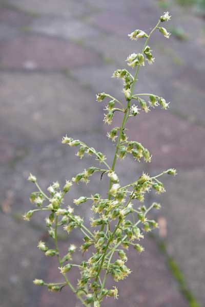 Artemisia scoparia \ Besen-Beifu / Redstem Wormwood, Virgate Sagebrush, D Obernzell an der Donau 8.9.2014