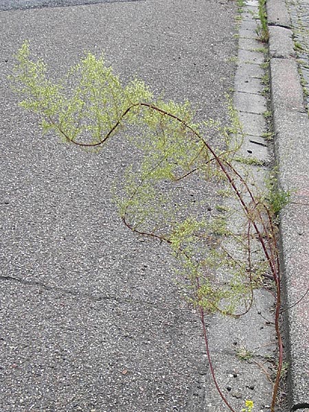 Artemisia scoparia / Redstem Wormwood, Virgate Sagebrush, D Obernzell an der Donau 8.9.2014