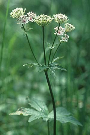 Astrantia major / Great Masterwort, D Pupplinger Au 16.7.2005