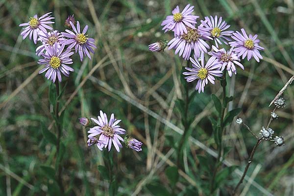 Aster amellus / Italian Aster, D Gruibingen 20.8.1995