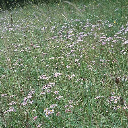 Aster amellus \ Berg-Aster / Italian Aster, D Pforzheim 10.8.1997