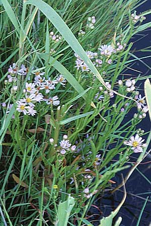 Tripolium pannonicum subsp. tripolium / Sea Aster, D Vorpommern Zingst 11.6.1998