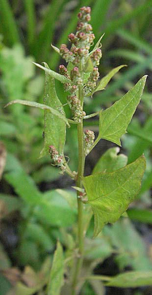 Atriplex prostrata / Spear-Leaved Orache, D Friedberg 26.8.2006