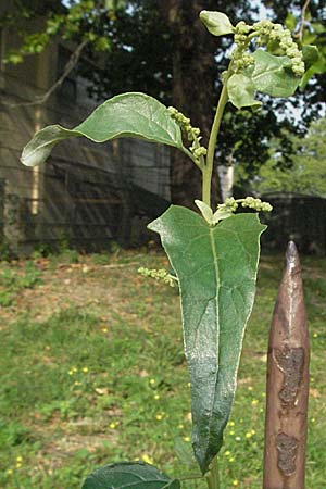 Atriplex sagittata \ Glanz-Melde / Glossy-Leaved Orache, D Mannheim 16.9.2006