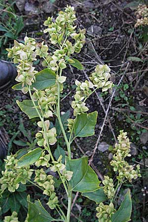 Atriplex sagittata \ Glanz-Melde / Glossy-Leaved Orache, D Mannheim 21.9.2006