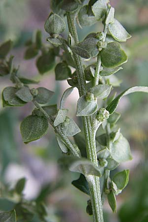 Atriplex sagittata \ Glanz-Melde / Glossy-Leaved Orache, D Rheinhessen, Flonheim 2.9.2008