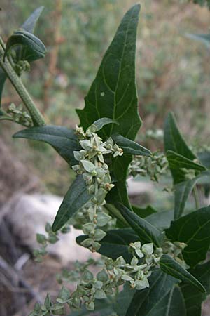 Atriplex sagittata \ Glanz-Melde / Glossy-Leaved Orache, D Rheinhessen, Flonheim 2.9.2008