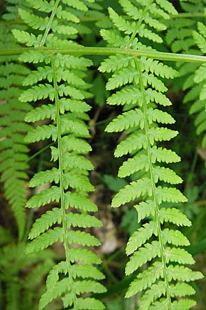 Athyrium filix-femina \ Frauenfarn, D Odenwald, Langenthal 18.5.2009