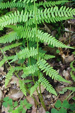 Athyrium filix-femina \ Frauenfarn / Common Lady Fern, D Odenwald, Langenthal 18.5.2009