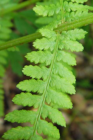 Athyrium filix-femina \ Frauenfarn, D Odenwald, Langenthal 18.5.2009