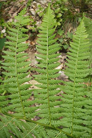 Athyrium filix-femina \ Frauenfarn / Common Lady Fern, D Eisenberg 28.6.2009