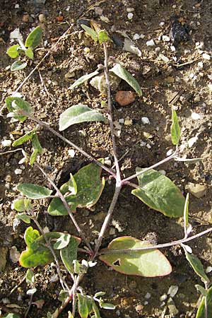 Atriplex prostrata \ Spie-Melde, Spieblttrige Melde, D Bad Nauheim 11.7.2009