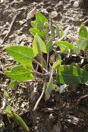 Atriplex prostrata \ Spie-Melde, Spieblttrige Melde / Spear-Leaved Orache, D Bad Nauheim 11.7.2009