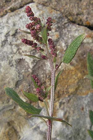 Atriplex prostrata \ Spie-Melde, Spieblttrige Melde, D Bad Nauheim 11.7.2009