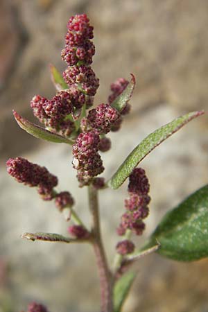 Atriplex prostrata / Spear-Leaved Orache, D Bad Nauheim 11.7.2009