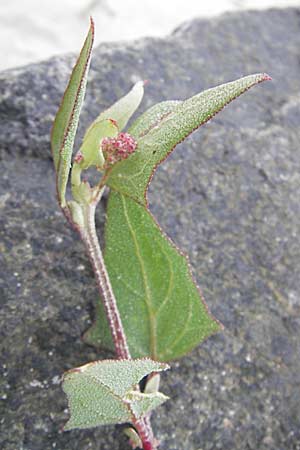 Atriplex prostrata / Spear-Leaved Orache, D Fehmarn 3.8.2009