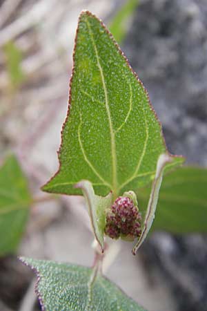 Atriplex prostrata / Spear-Leaved Orache, D Fehmarn 3.8.2009