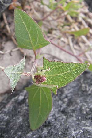 Atriplex prostrata \ Spie-Melde, Spieblttrige Melde, D Fehmarn 3.8.2009