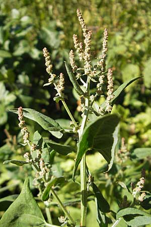 Atriplex prostrata \ Spie-Melde, Spieblttrige Melde / Spear-Leaved Orache, D Weinheim an der Bergstraße 26.8.2009