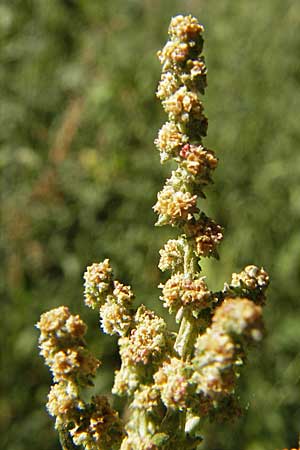 Atriplex prostrata / Spear-Leaved Orache, D Weinheim an der Bergstraße 26.8.2009