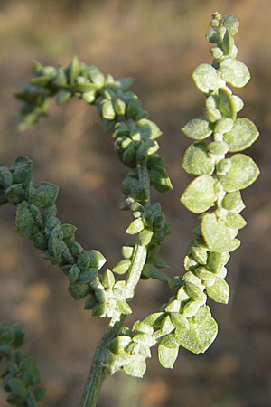 Atriplex micrantha \ Verschiedensamige Melde / Two-Seeded Orache, D Mannheim 6.9.2009