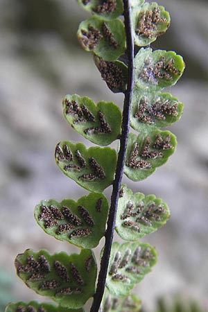 Asplenium trichomanes subsp. hastatum \ Spieblttriger Brauner Streifenfarn, Gehrter Brauner Streifenfarn / Spear-Leaved Spleenwort, D Neckarzimmern 11.4.2010