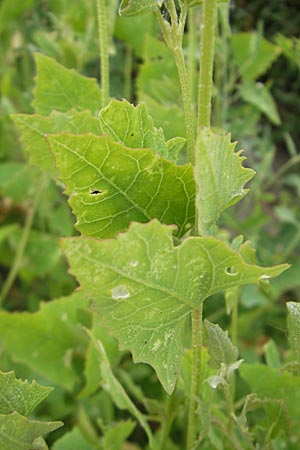 Atriplex prostrata / Spear-Leaved Orache, D Ludwigshafen 12.7.2010