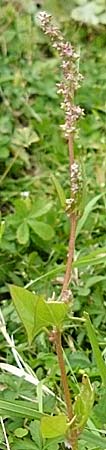 Atriplex prostrata / Spear-Leaved Orache, D Mannheim 26.9.2007