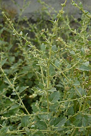 Atriplex rosea \ Rosen-Melde / Tumbling Orache, D Ludwigshafen 11.9.2008