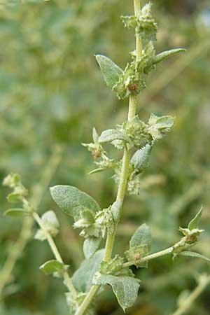 Atriplex rosea \ Rosen-Melde / Tumbling Orache, D Ludwigshafen 11.9.2008