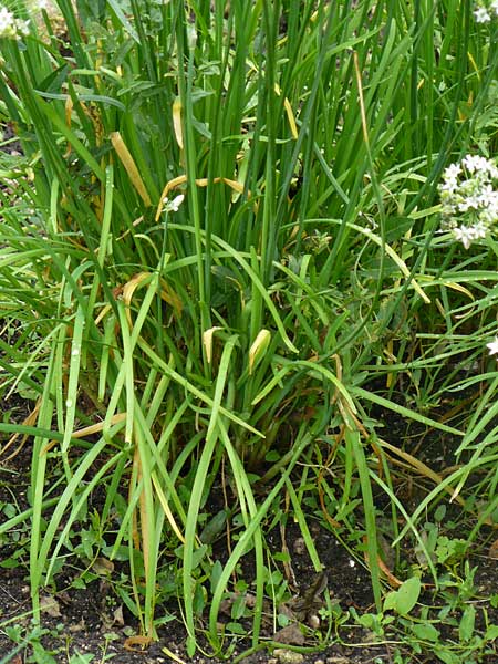 Allium tuberosum \ Schnitt-Knob-Lauch, Chinesischer Schnitt-Lauch / Garlic Chives, Chinese Leek, D Alsbach 21.9.2014