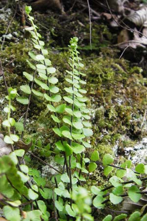 Asplenium trichomanes s.l. \ Braunstieliger Streifenfarn / Spleenwort, D Idar-Oberstein 25.6.2011