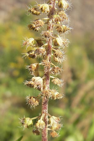 Ambrosia trifida \ Dreilappige Ambrosie / Giant Ragweed, D Mannheim 25.9.2011