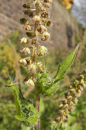 Ambrosia trifida \ Dreilappige Ambrosie, D Mannheim 25.9.2011