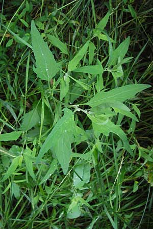 Atriplex patula / Spreading Orache, Common Orache, D Mainz 30.6.2012