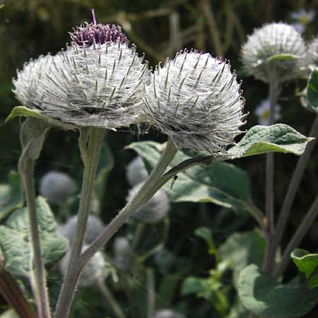 Arctium tomentosum \ Filzige Klette, D Friedewald 27.7.2013