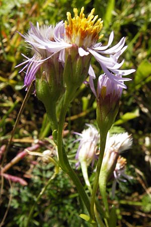 Tripolium pannonicum subsp. pannonicum / Sea Aster, D Philippsthal-Heimboldshausen 3.10.2013