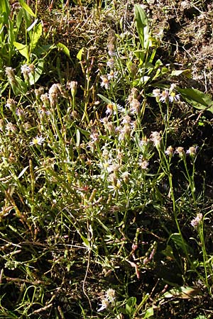 Tripolium pannonicum subsp. pannonicum / Sea Aster, D Philippsthal-Heimboldshausen 3.10.2013