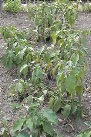 Solanum melongena \ Aubergine, Eierfrucht, D Mannheim 8.10.2011