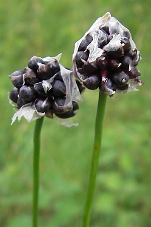 Allium vineale \ Weinberg-Lauch / Wild Onion, D Lampertheim 11.6.2009