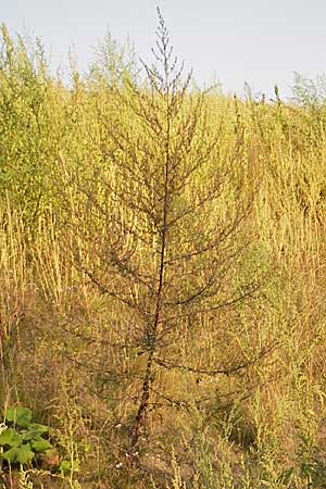 Artemisia vulgaris / Mugwort, D Viernheim 7.9.2009