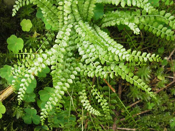 Asplenium viride / Green Spleenwort, D Berchtesgaden 20.6.2011