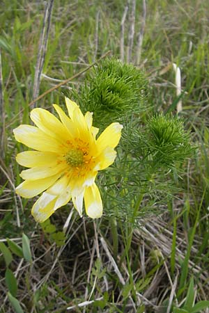 Adonis vernalis \ Frhlings-Adonisrschen / Spring Pheasant's Eye, D Eching 5.5.2012